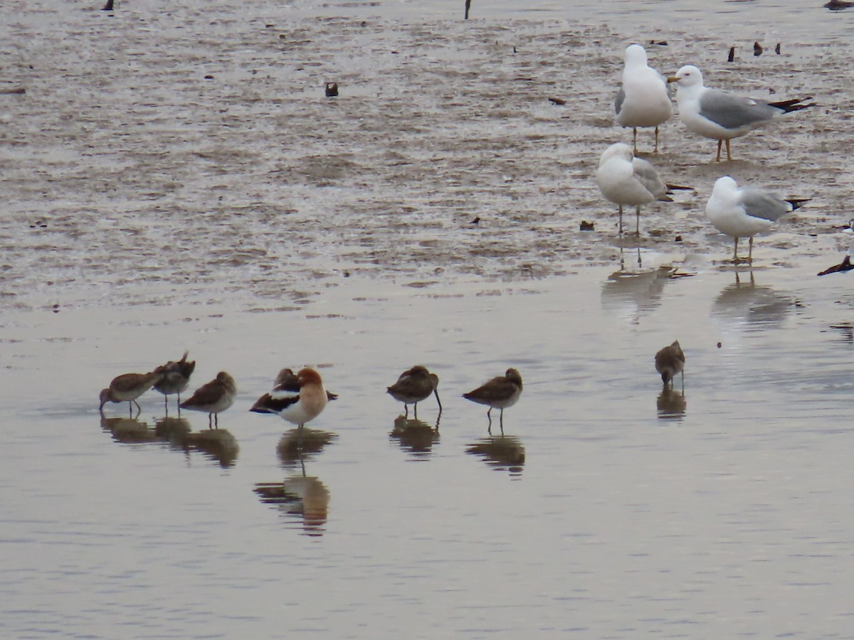 Long-billed Dowitcher - Christine Alexander