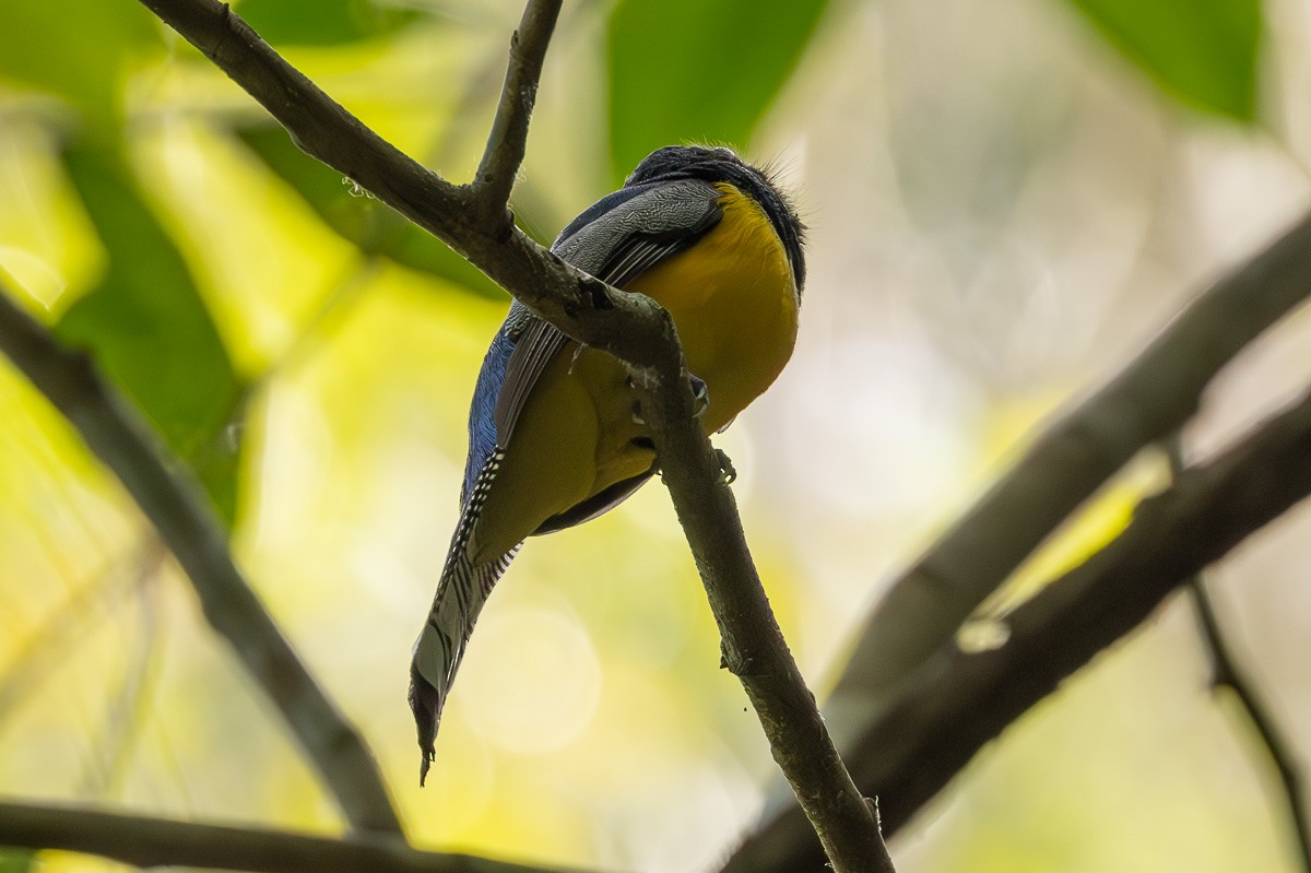 Baird's Trogon - Michael Cook