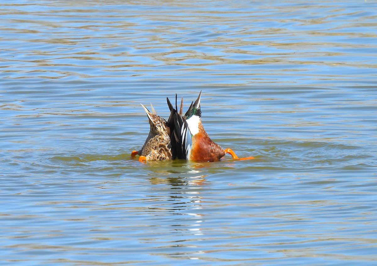 Northern Shoveler - ML617067593