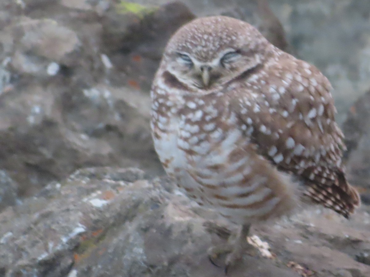 Burrowing Owl - ML617067600