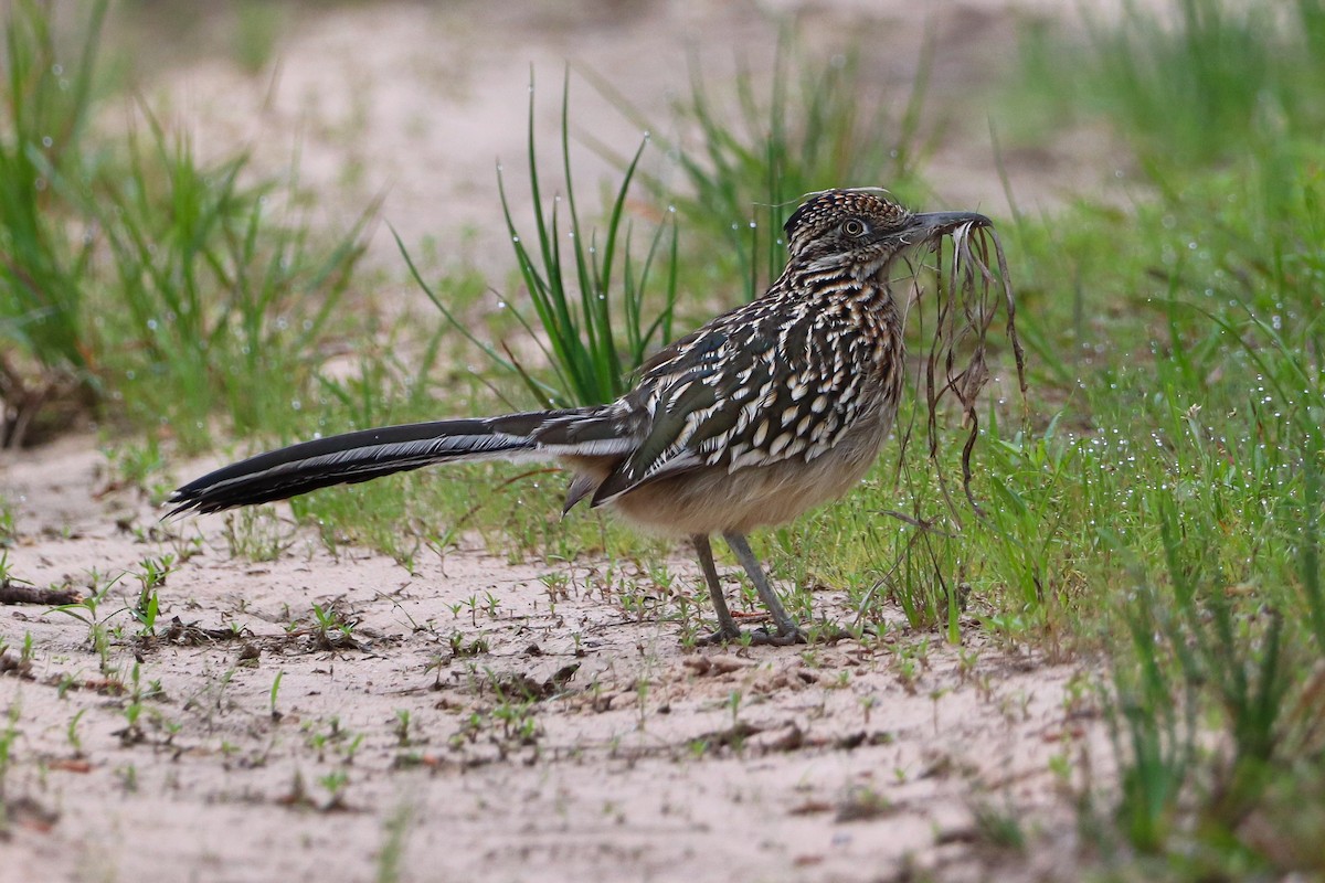 Greater Roadrunner - Aeris  Clarkson