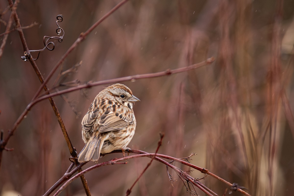 Song Sparrow - ML617067635