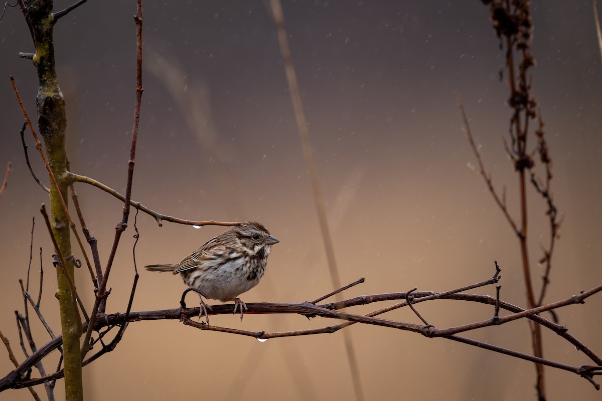 Song Sparrow - ML617067637