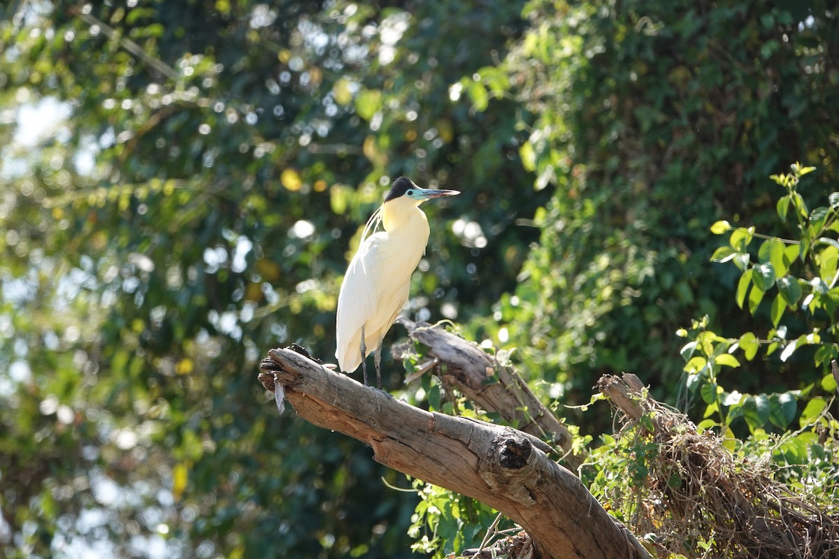 Garza Capirotada - ML617067639