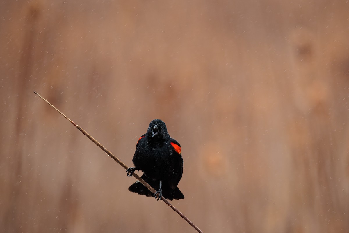 Red-winged Blackbird - ML617067642