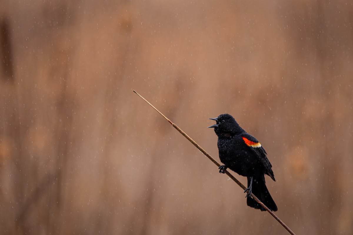 Red-winged Blackbird - ML617067645