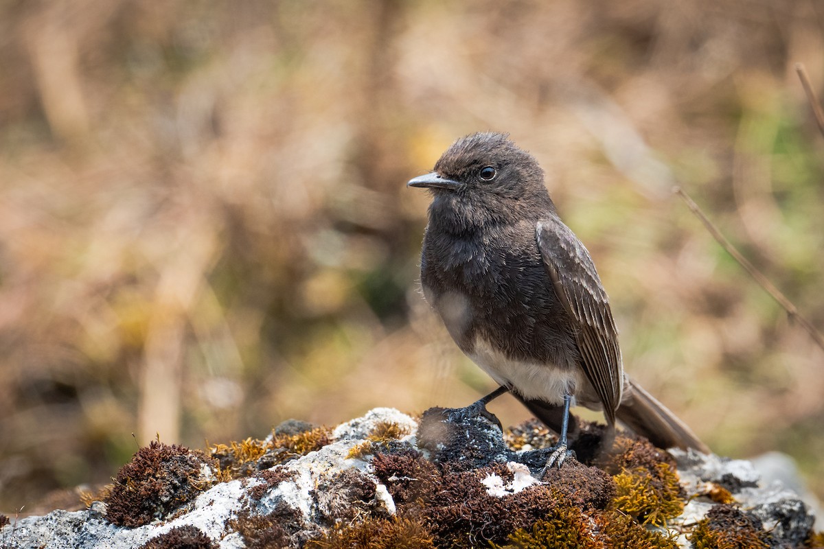 Black Phoebe - ML617067647