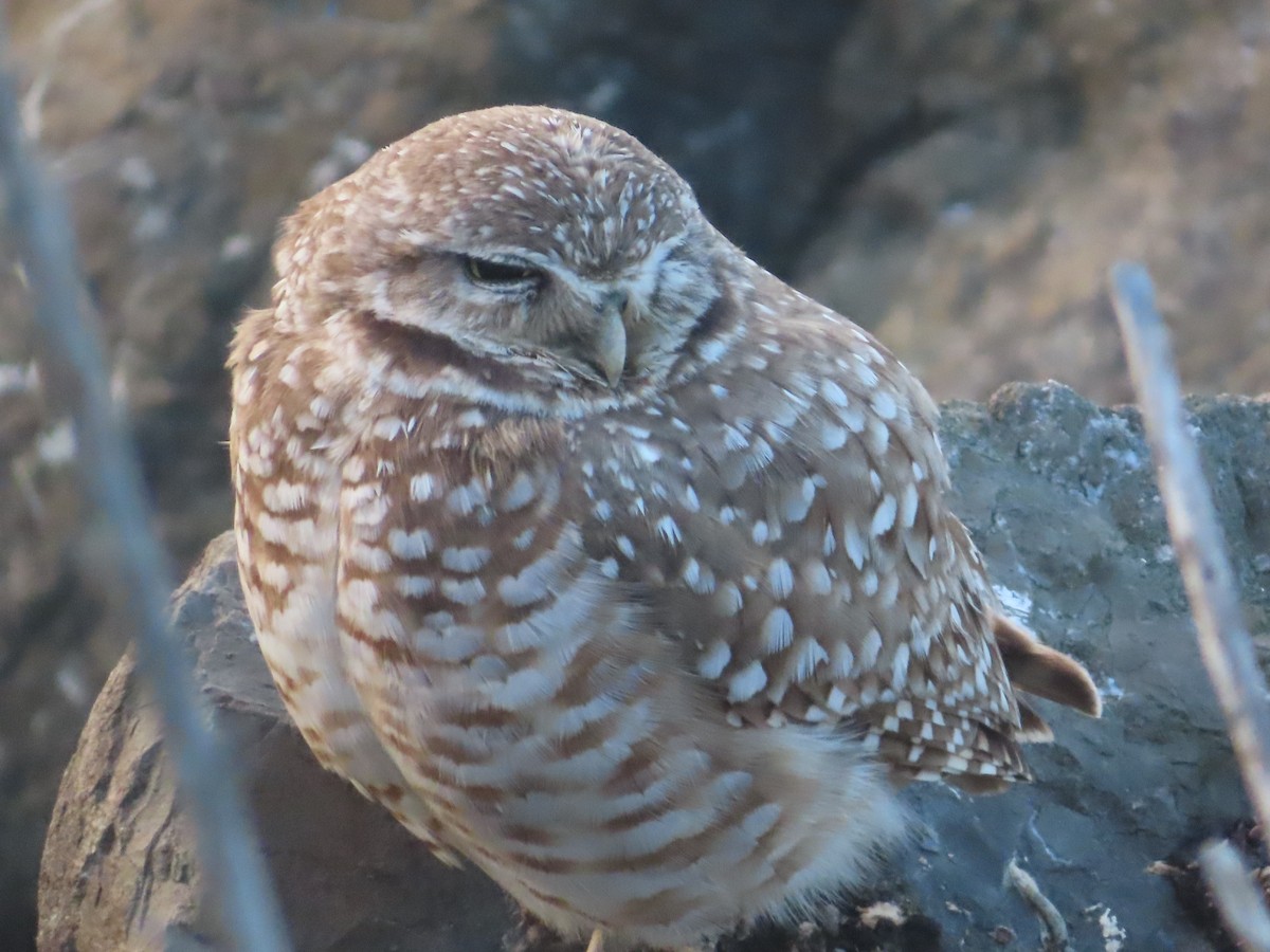 Burrowing Owl - ML617067658