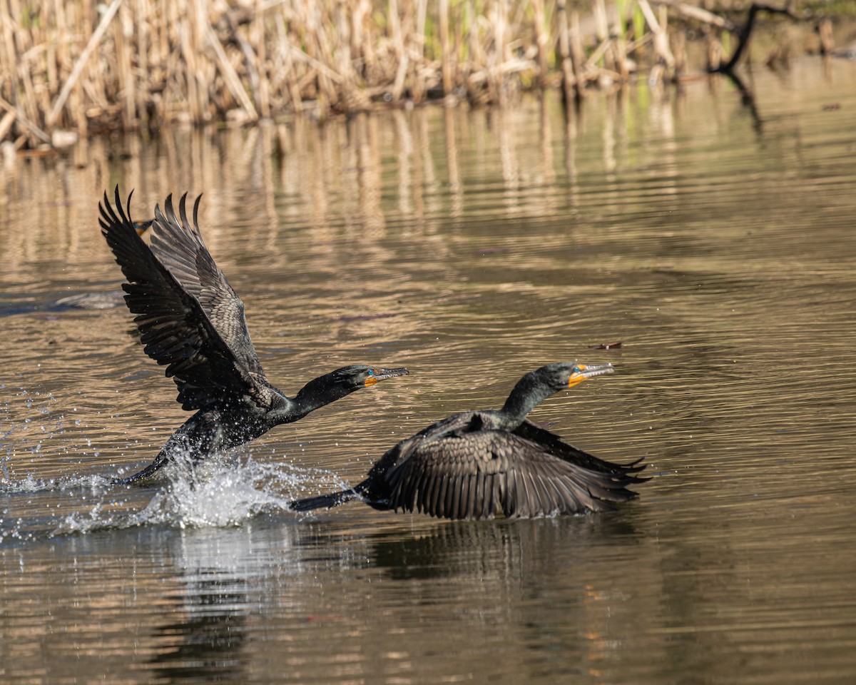 Cormorán Orejudo - ML617067662