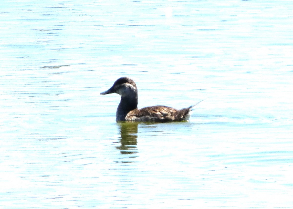 Ruddy Duck - Judy Lazarus Yellon