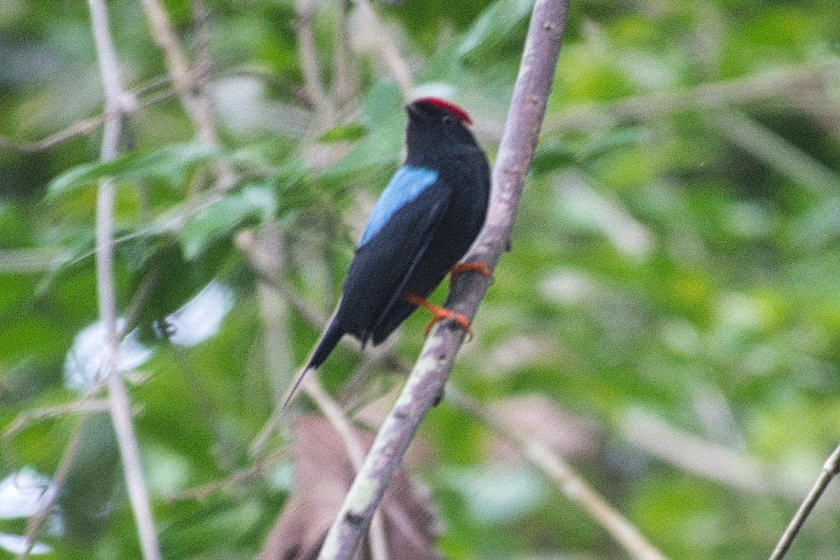 Lance-tailed Manakin - Howard Towle