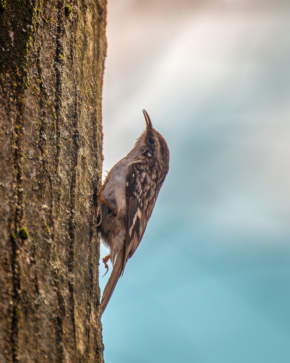 Brown Creeper - Peter Rosario