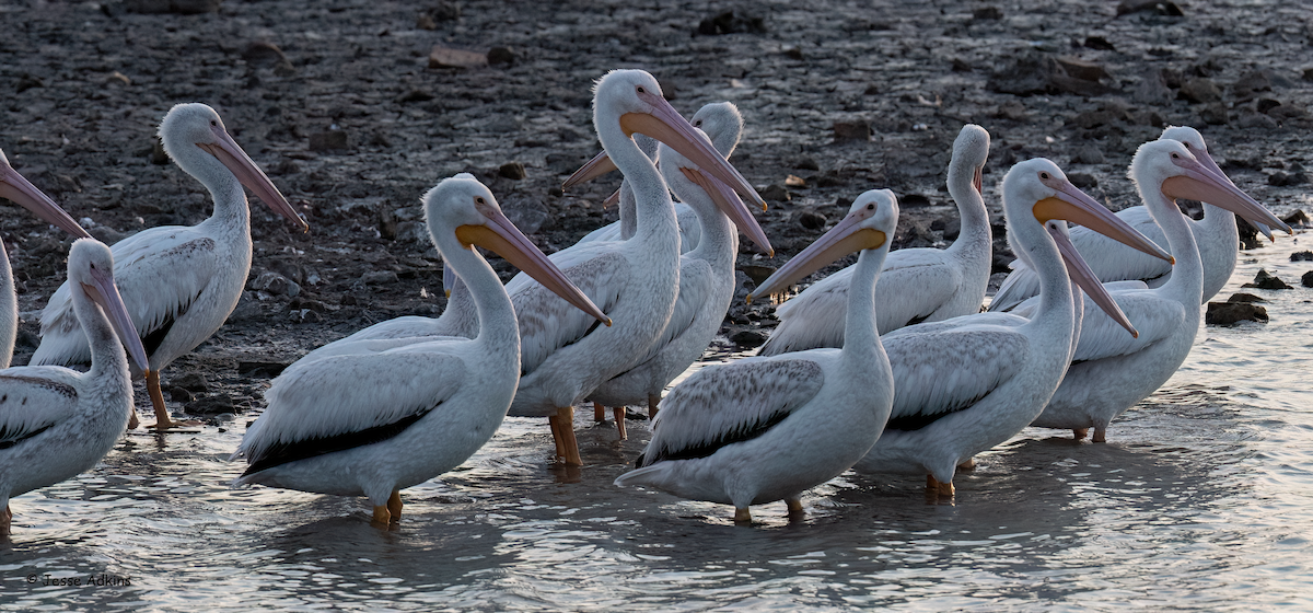 pelikán severoamerický - ML617067687