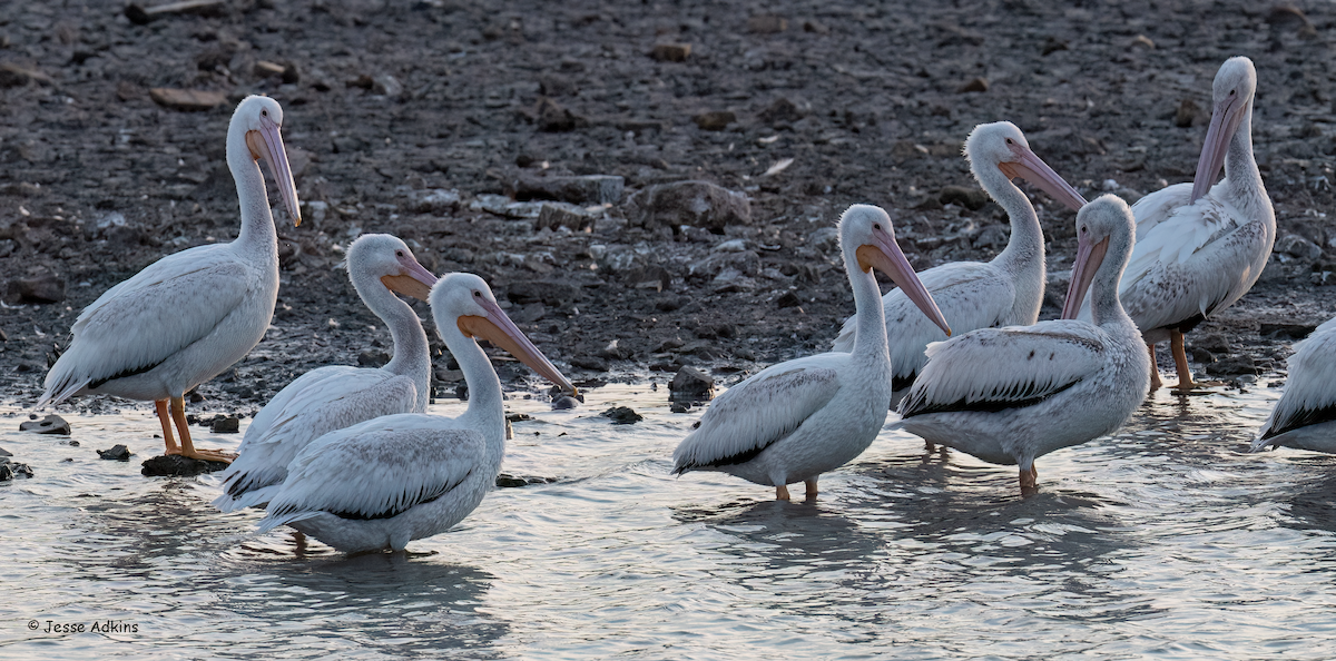 pelikán severoamerický - ML617067688