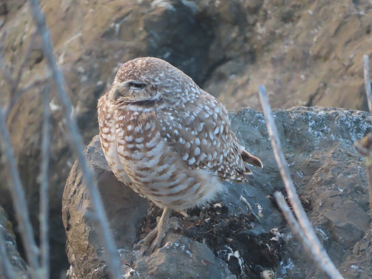 Burrowing Owl - ML617067694