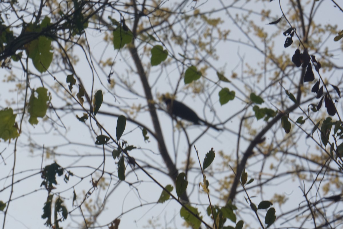 Greater Racket-tailed Drongo - Kirubakaran Valayapathi