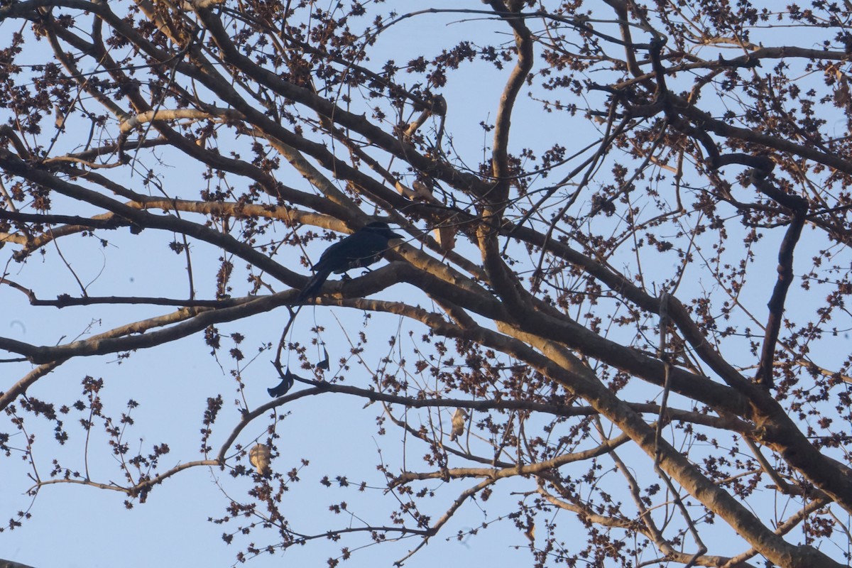 Greater Racket-tailed Drongo - Kirubakaran Valayapathi