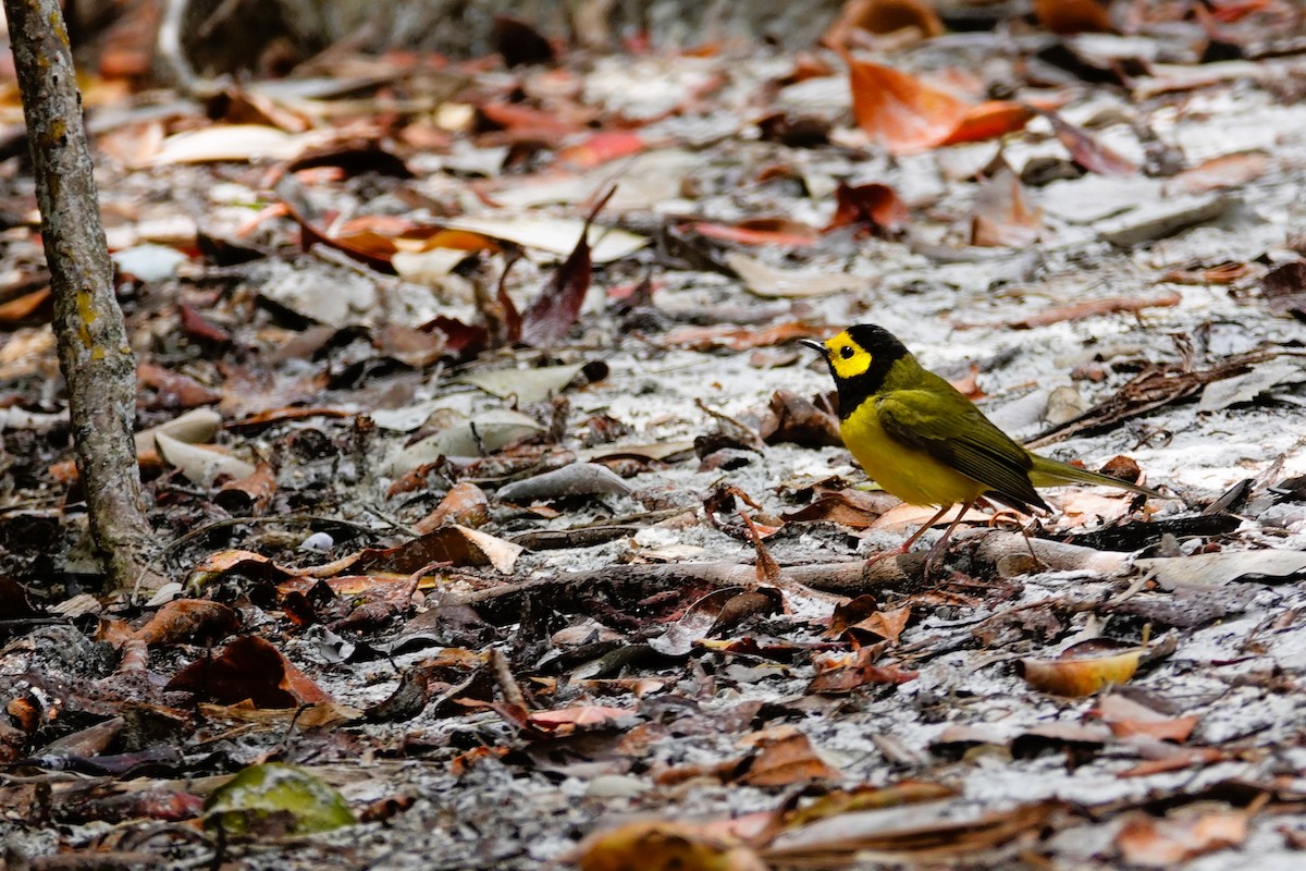 Hooded Warbler - ML617067719