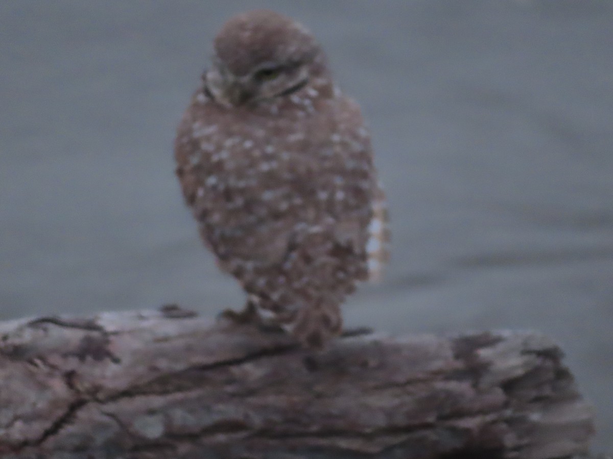 Burrowing Owl - ML617067730