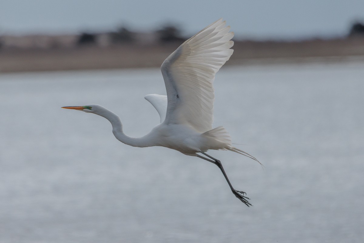 Great Egret - Sean Hilton