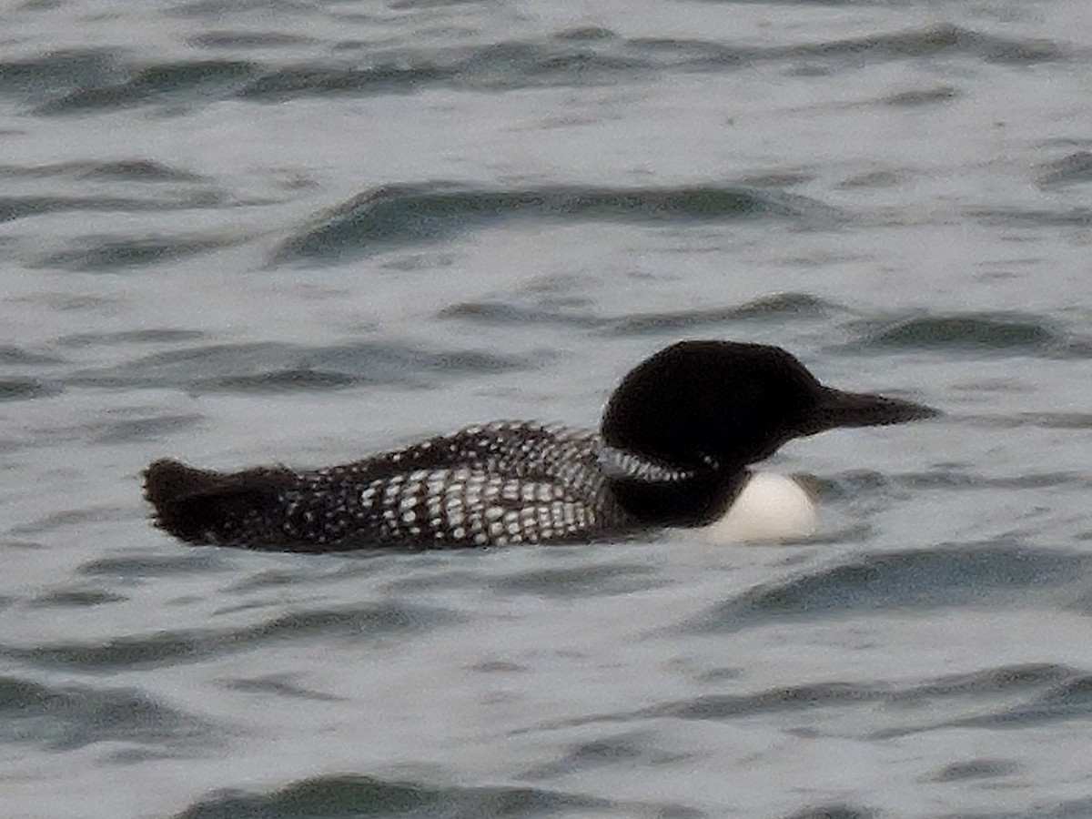 Common Loon - Gary Hantsbarger