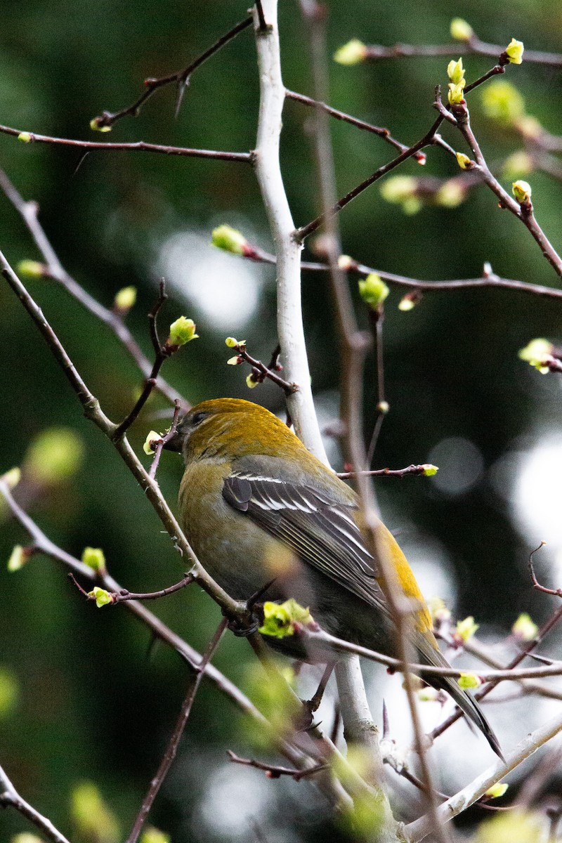 Pine Grosbeak - ML617067765