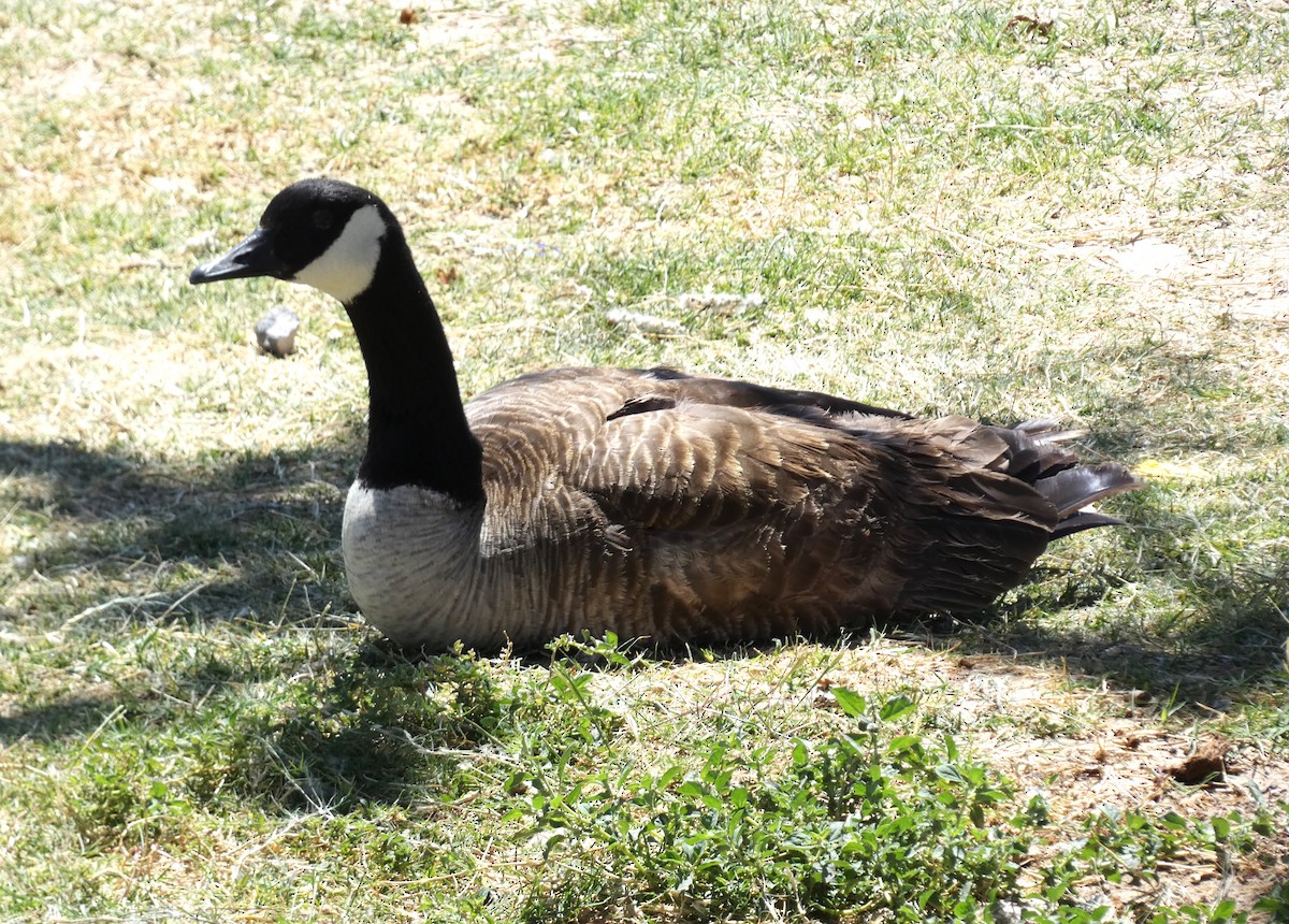 Canada Goose - ML617067779