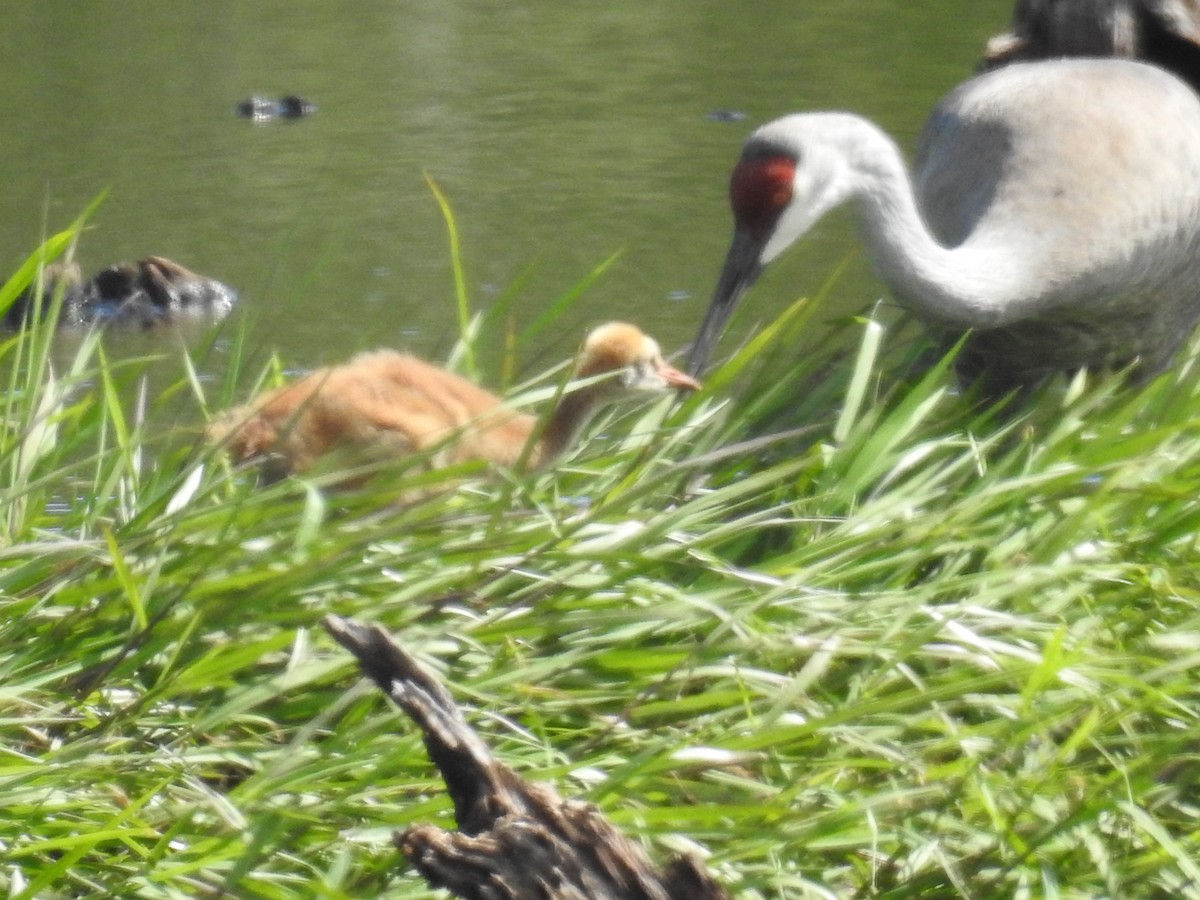 Sandhill Crane - Wendy Meehan