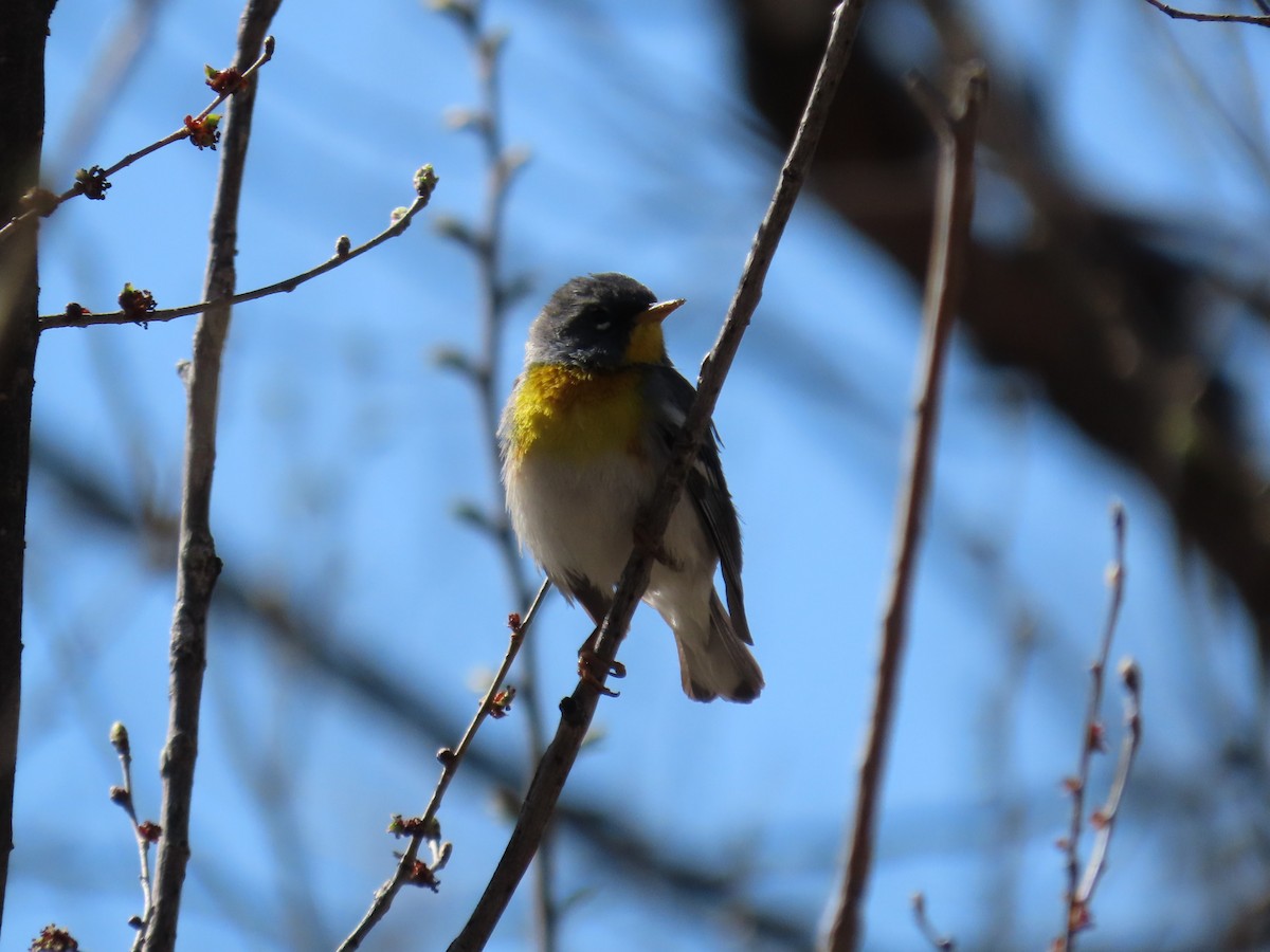 Northern Parula - ML617067800