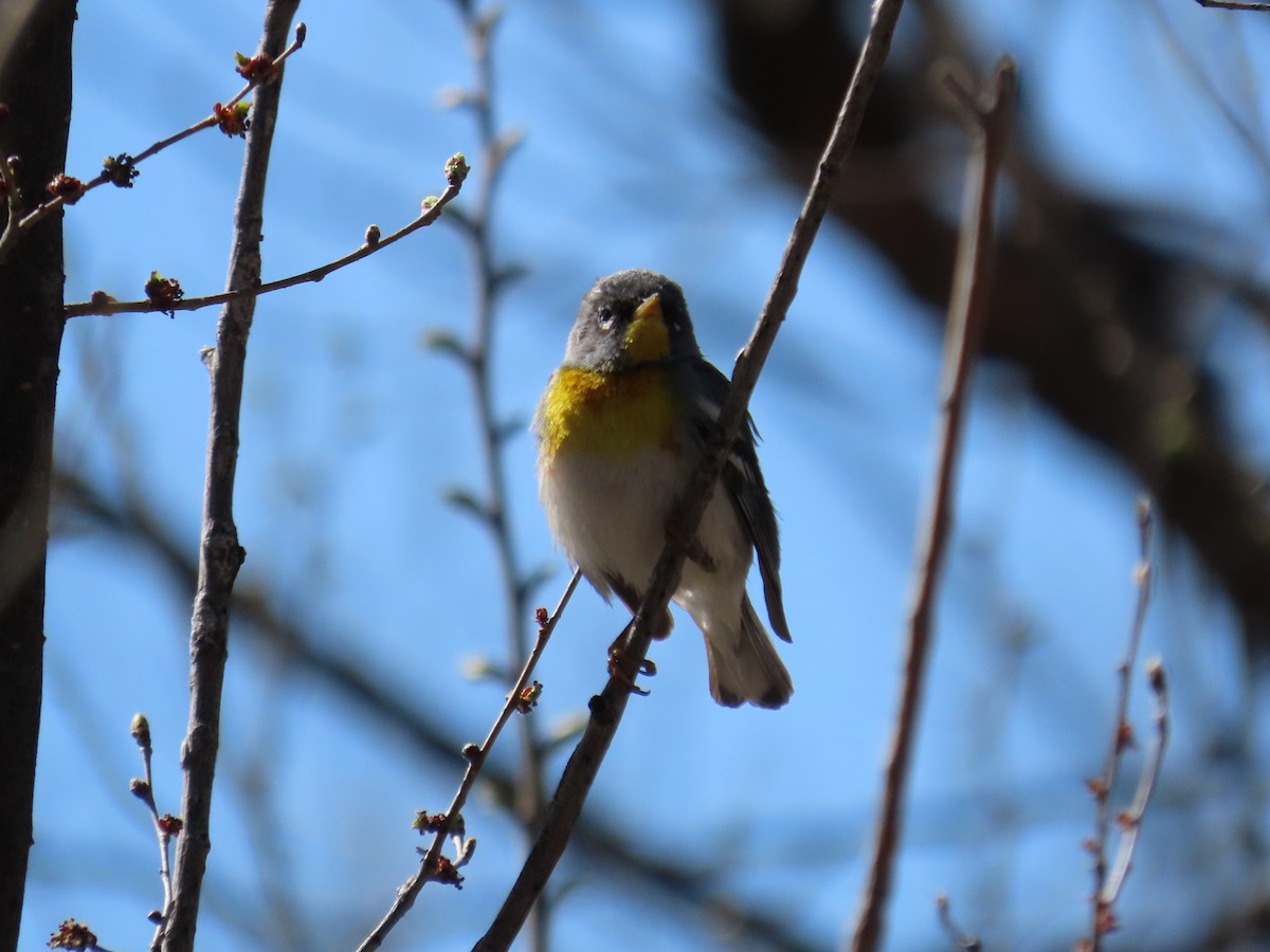 Northern Parula - ML617067801