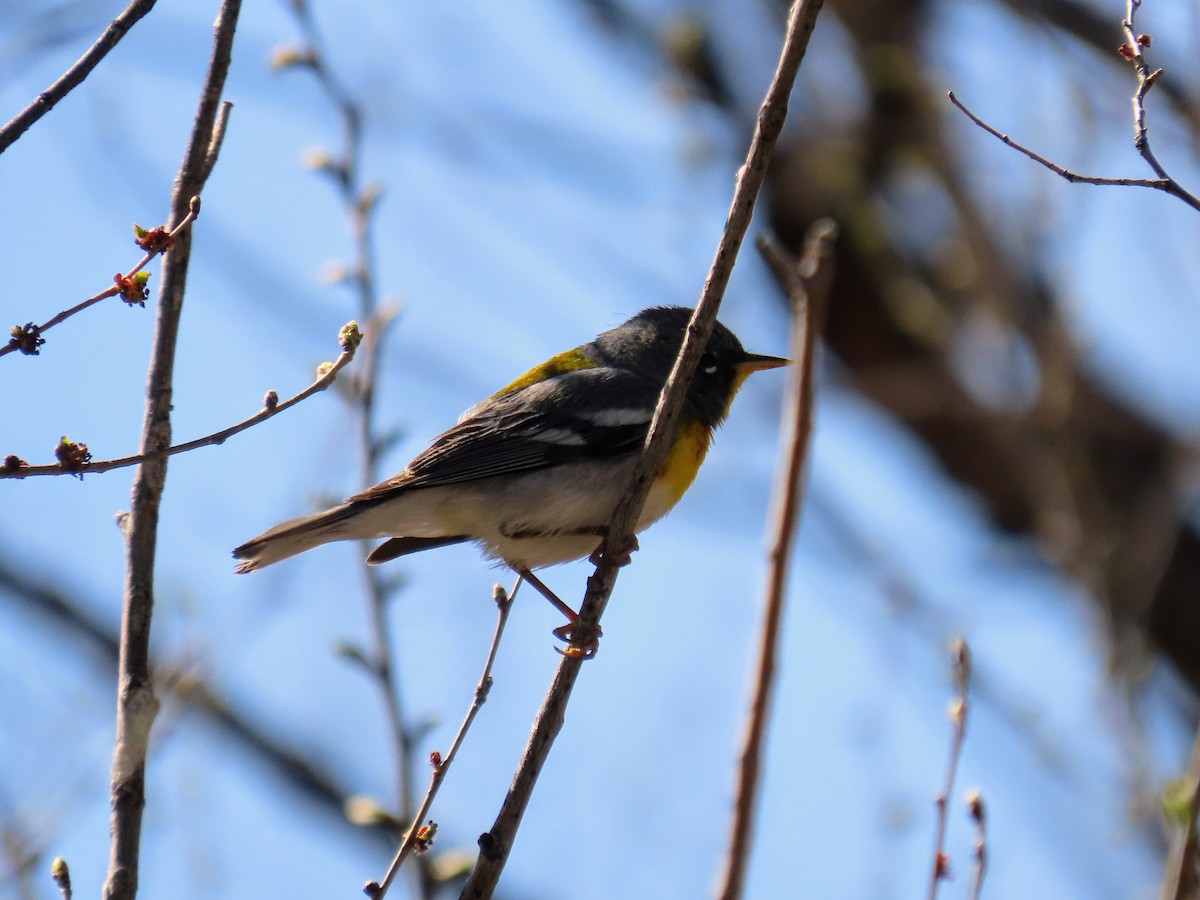 Northern Parula - ML617067802