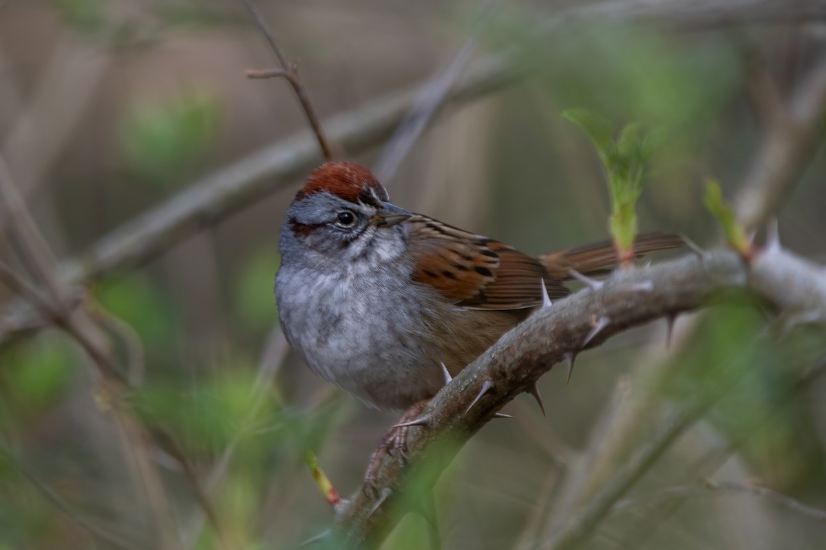Swamp Sparrow - ML617067813
