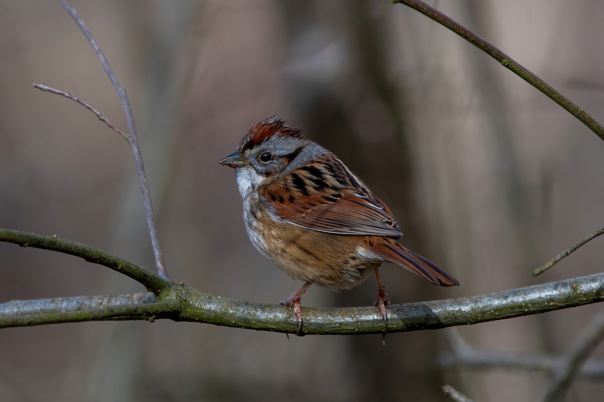 Swamp Sparrow - ML617067814