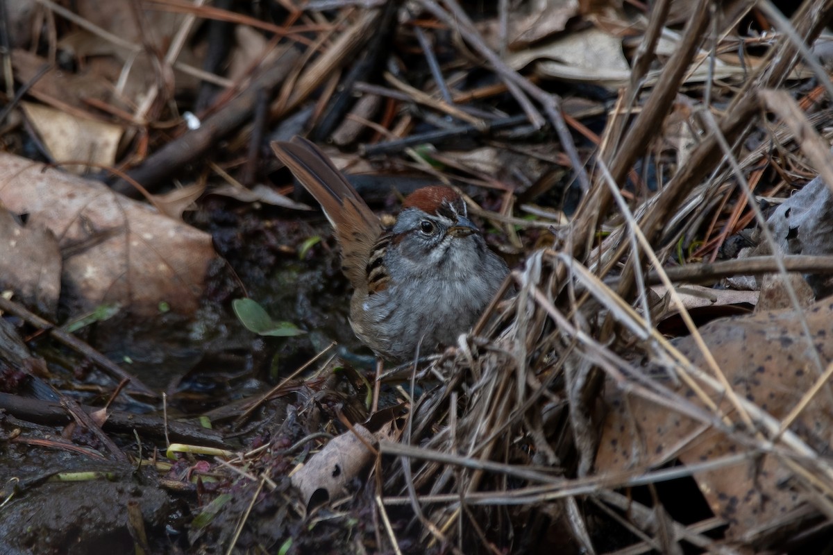 Swamp Sparrow - ML617067815