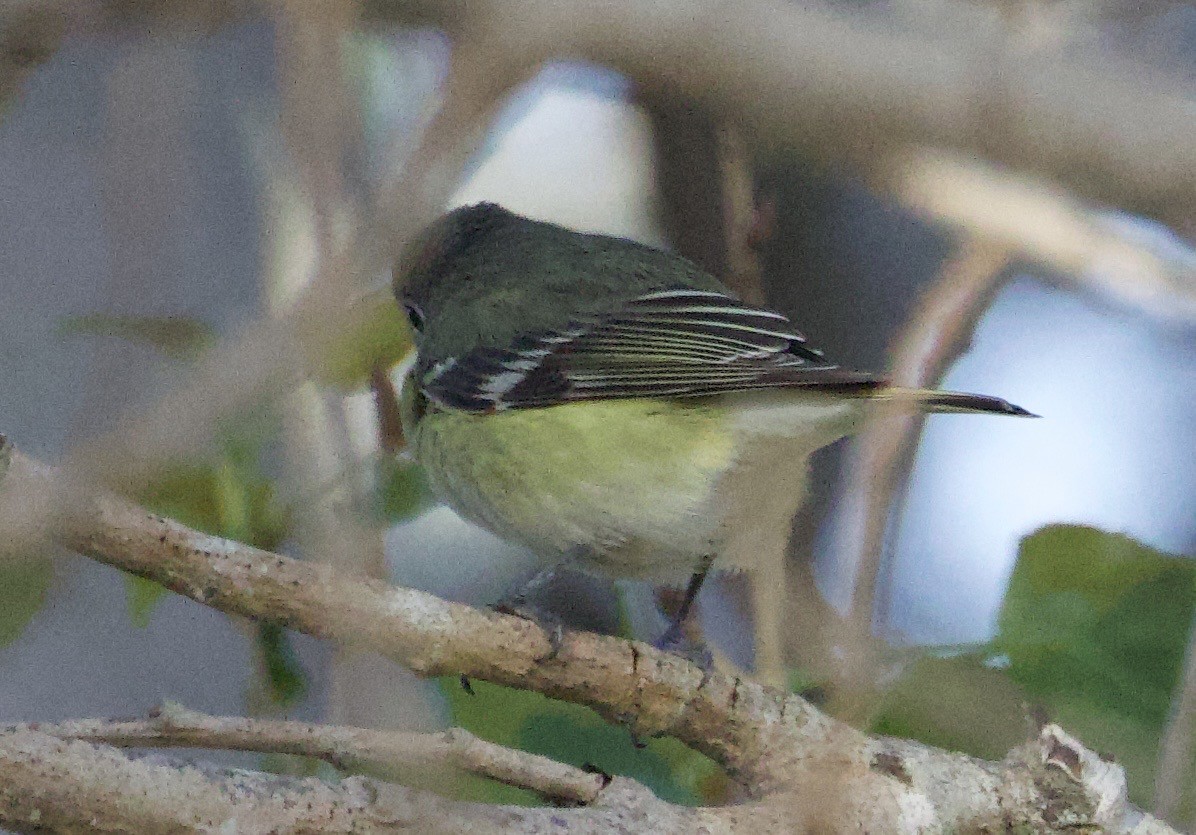 Vireo de Cassin - ML617067818