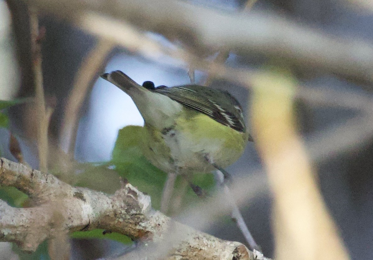 Cassin's Vireo - ML617067819