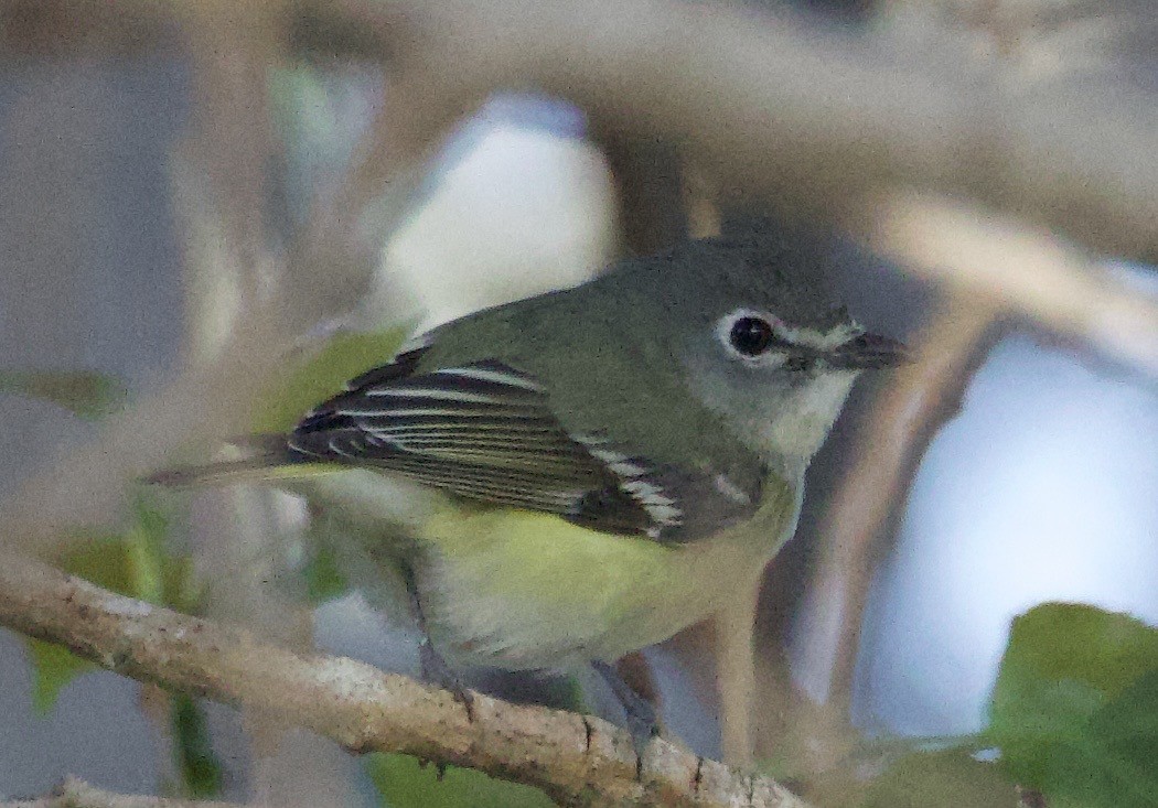 Vireo de Cassin - ML617067820