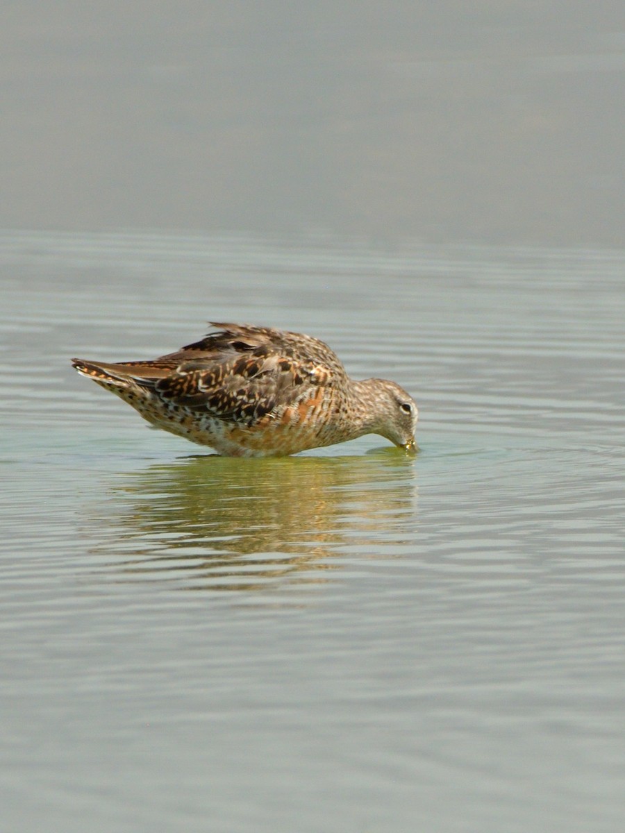 Long-billed Dowitcher - ML617067841