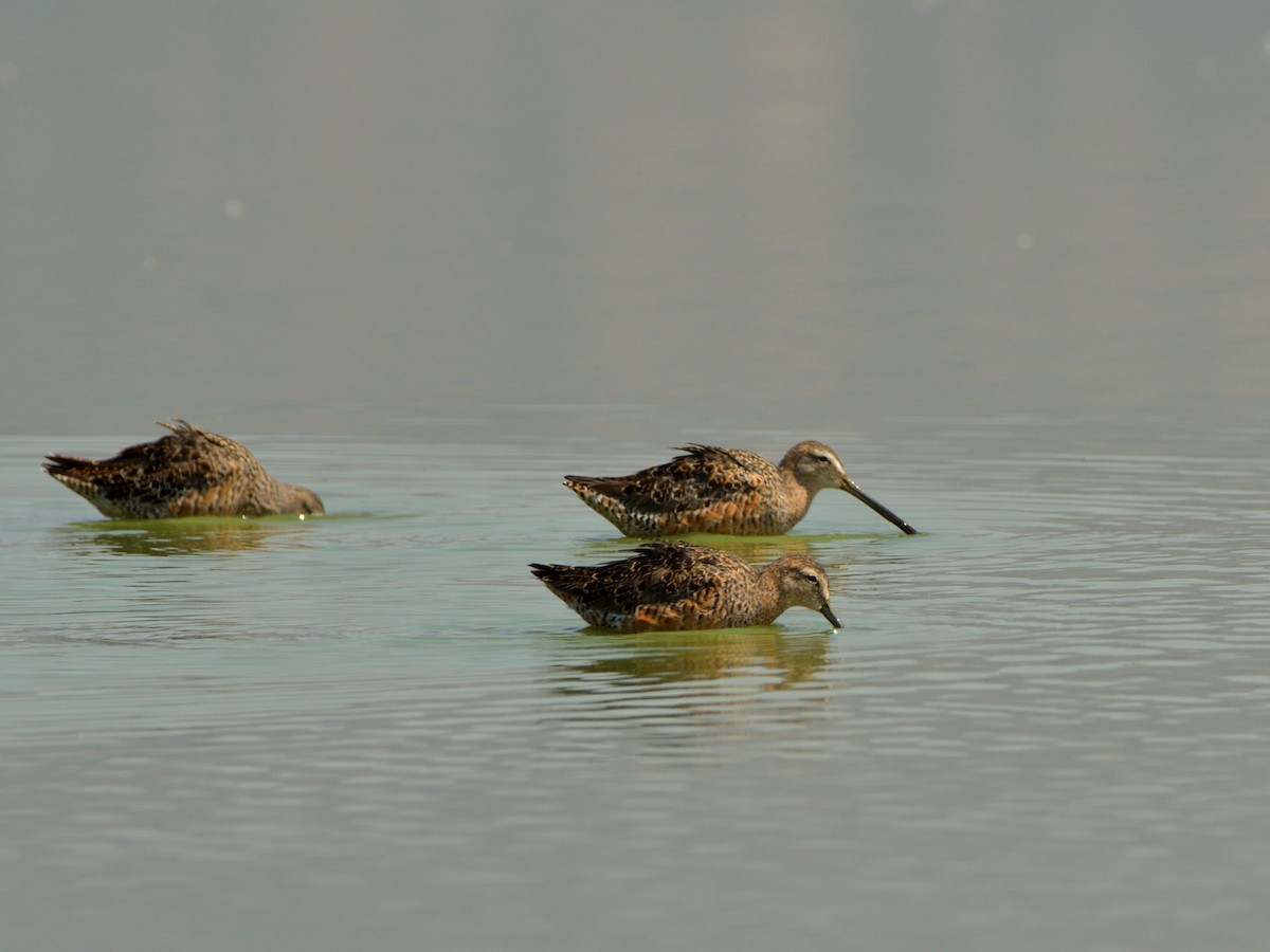 Long-billed Dowitcher - ML617067842