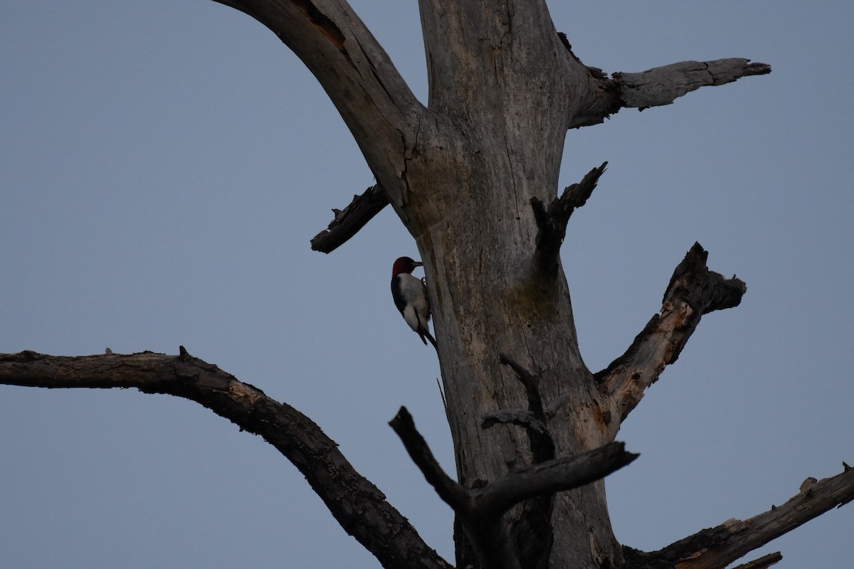 Red-headed Woodpecker - ML617067846