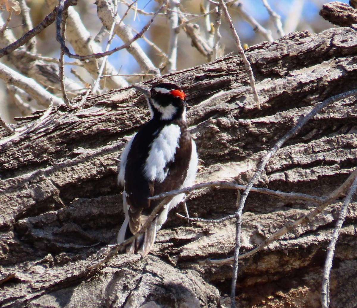 Hairy Woodpecker - ML617067847