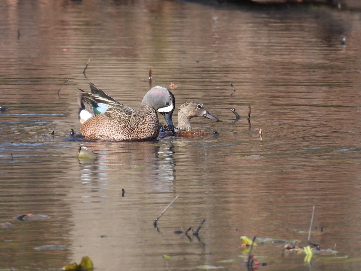 Blue-winged Teal - ML617067879