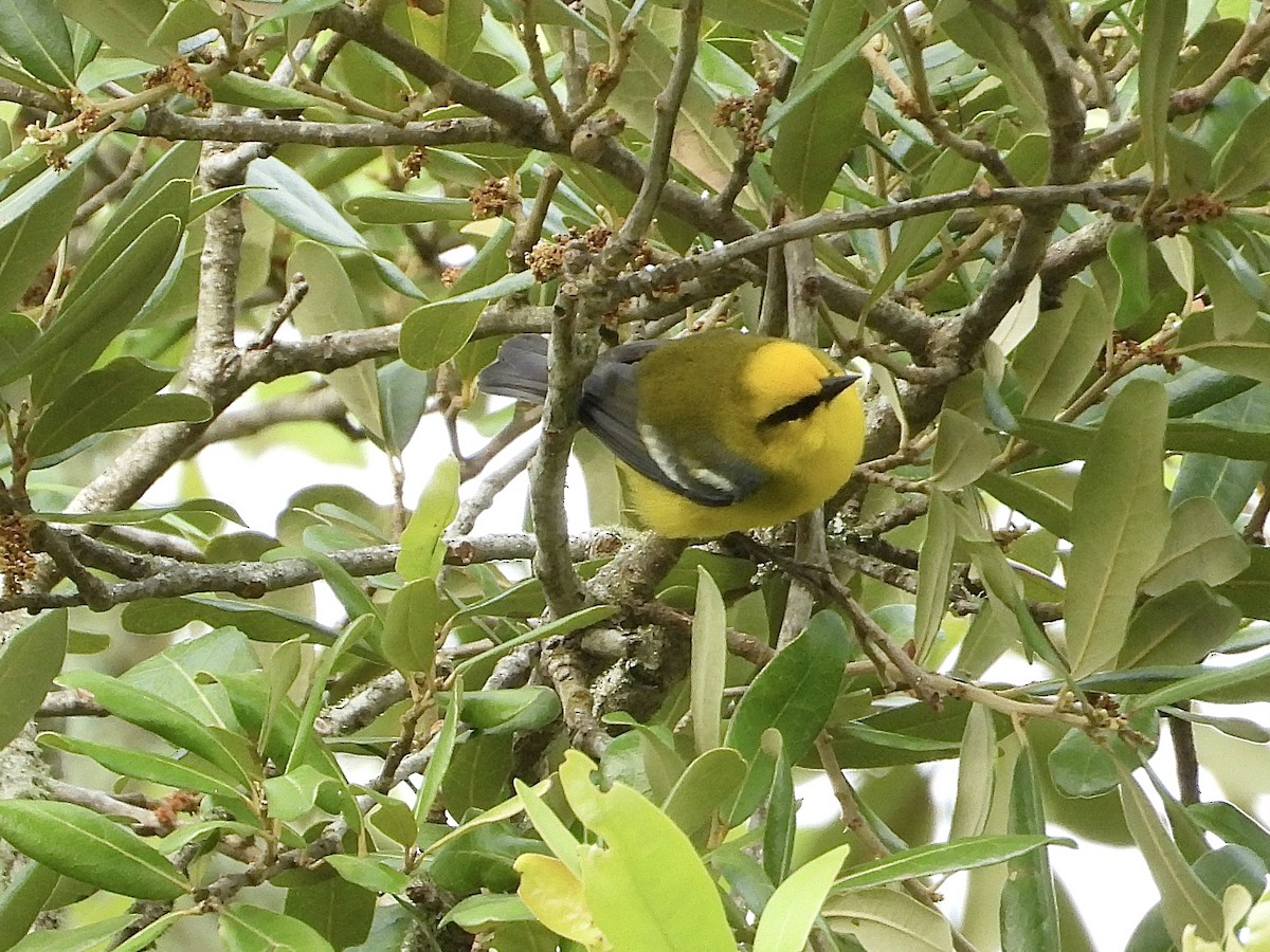 Blue-winged Warbler - ML617067887