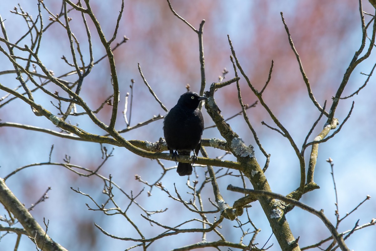 Rusty Blackbird - ML617067890