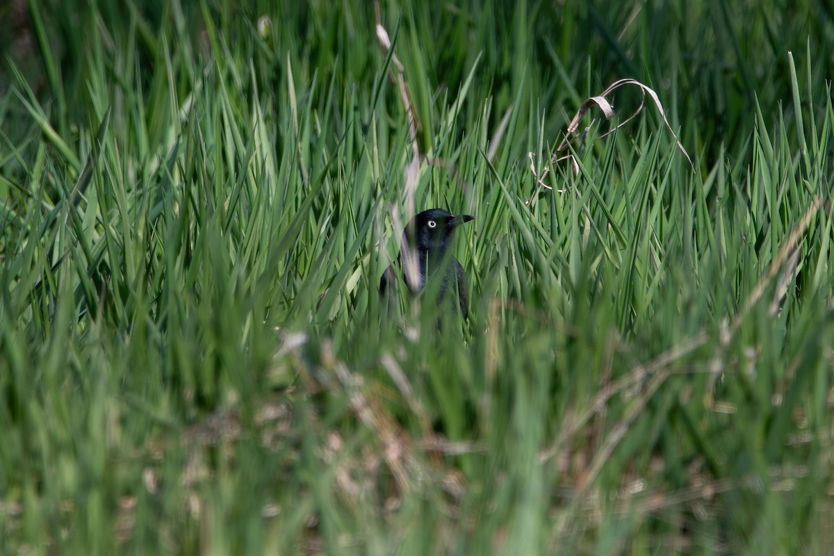 Rusty Blackbird - ML617067891