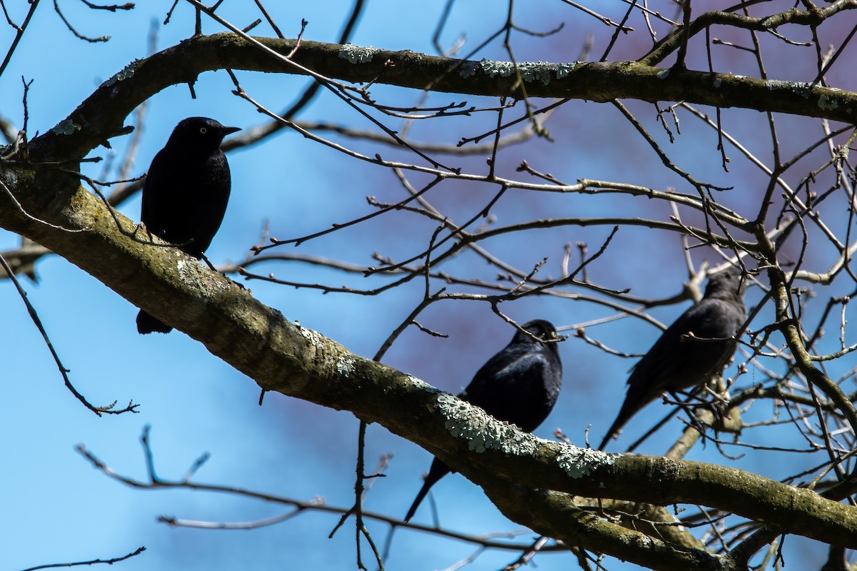 Rusty Blackbird - ML617067892