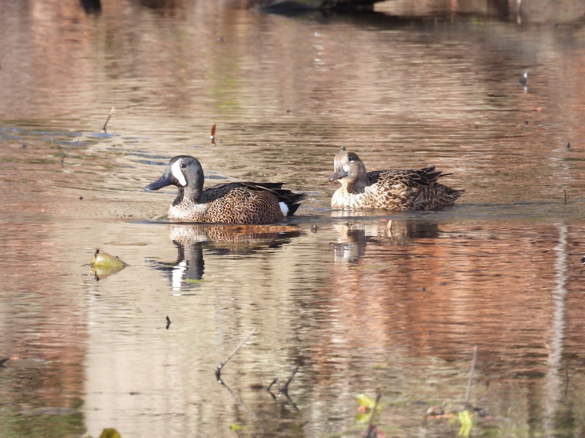 Blue-winged Teal - ML617067899