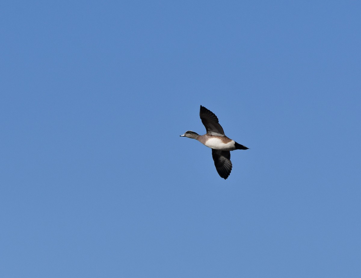 American Wigeon - yves dupont