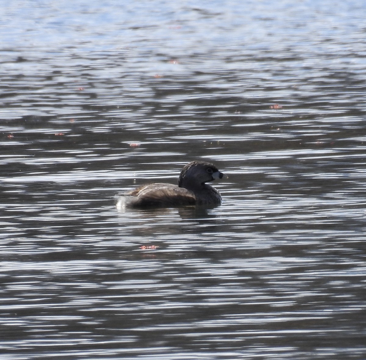 Pied-billed Grebe - ML617067912