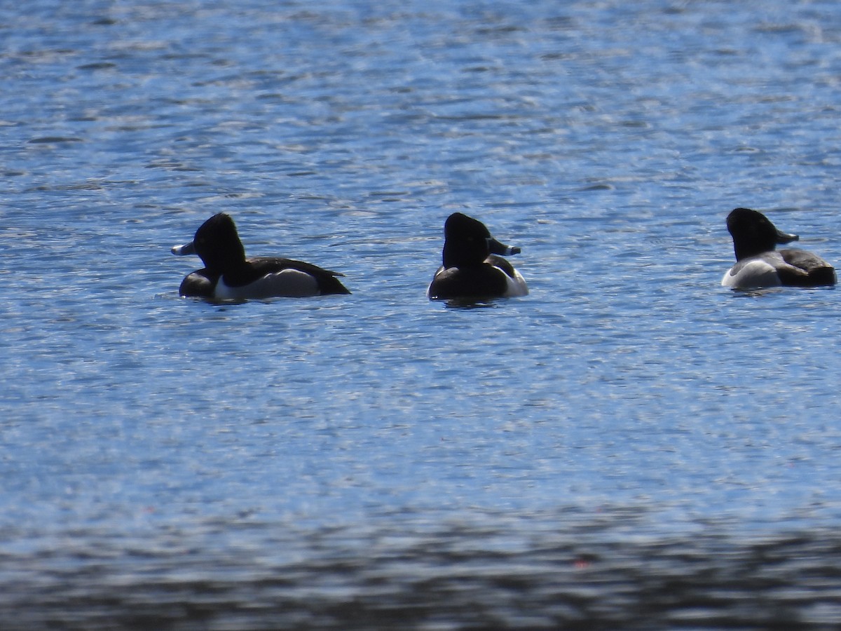 Ring-necked Duck - ML617067944